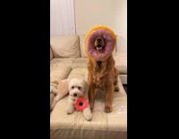 Brown dog and white dog change clothes 