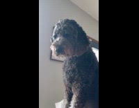 Dog stares at food on the plate