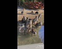 Two people on boat go to raccoon island and feed raccoons