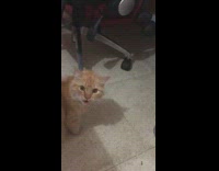 Brown cat sits pants moves tongue chair 