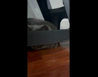 Collab PLC - Cat Looks Up Whenever Sound is Produced