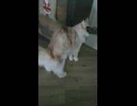 Vacuum tube used to clean cat fur