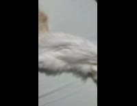 Pet cat sleeps on the bed with twisted body position