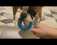 Dog bites blue circle toy evade owner hand