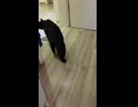 Two pet cat strangers to each other inside the house