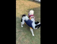 Two small dogs wearing sweaters play grass