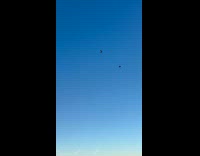 Submitter shows hawk eating rat on rooftop