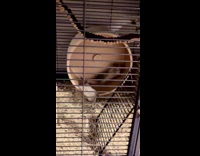Degu falls from hamster wheel