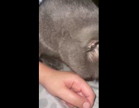 Grey cat licking hand on bed 