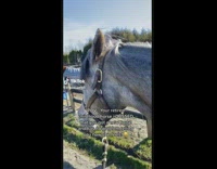 Horse is mad at owner with a new horse