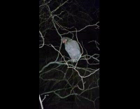 Chicken on tree branch stares at filmer