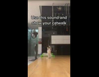 Collab BitchMP - White cat walking towards camera