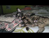 Cat sleep with pillow tongue mission impossible