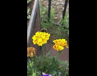 Collab DailyDoseOfInternet - Bee yellow flower high five filmer