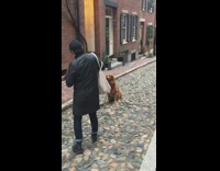 Taking picture dog cobble stone