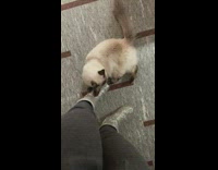 Cat scratches silver sequin ugg boots 