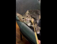 Collab PLC - Cat like being scratched with scratcher