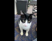 Cat loves getting attention licks owner finger