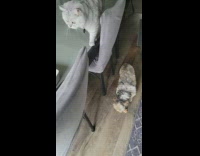 Cat push crust from table for dog