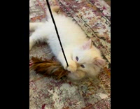 White kitten plays brown feather string toy 