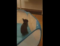 Black bunny escapes blue pop up cage