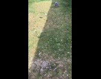 Small dog blue cone trips flips over 