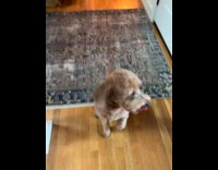 Dog sits and smiles to greet owner