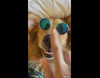 Golden retriever dog blue hawaiian shirt sunglasses 