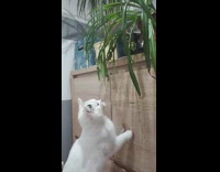 White cat standing likes to eat plant