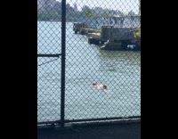 Man swimming on the east river