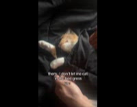 Man tucking in cat into bed 