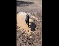 Dog gets ball face covered in puddle