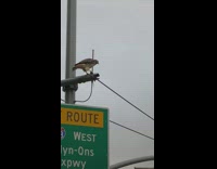 Lady spots hawk with mouse on metal bar 