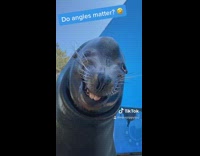Collab VIBES - Do angles matter grey seal