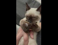 Cat holding can eating from it