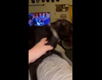 Dog growls owner tries to get toy