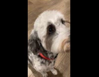 Dog with long eyelashes on one eye