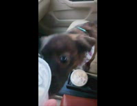 Woman buys pup cup for dog