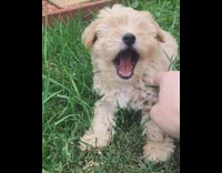 Slo-mo video of a small Maltese-Shih Tzu yawning while laying in grass