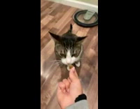 Collab Clips MPUGC - Two cats one gets treat middle finger