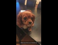 When You Know You Messed Up Dog on Black Table