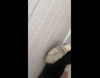 Dog gets mad for getting wet jumping into shower