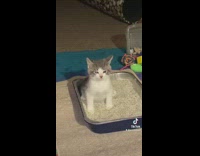 Grey and white cat sitting in litter box 