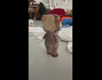 Student moves paper cat with magnet