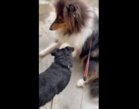 Dog puts butt on another dogs face 