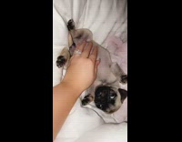 Girl pets pug puppy white blanket ring