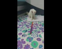 White cat touches purple pink orange stick 