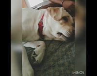 Large white dog red collar face scratches 