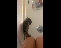 Cat drinking water from shower