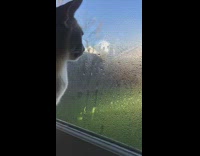 Grey cat licks water on window 